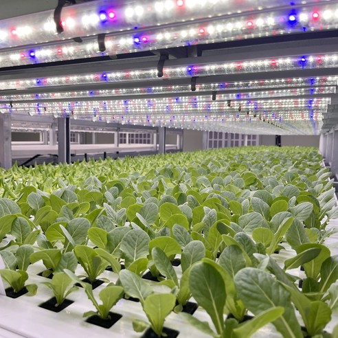 건강하고 안전한 유럽 스타일 샐러드