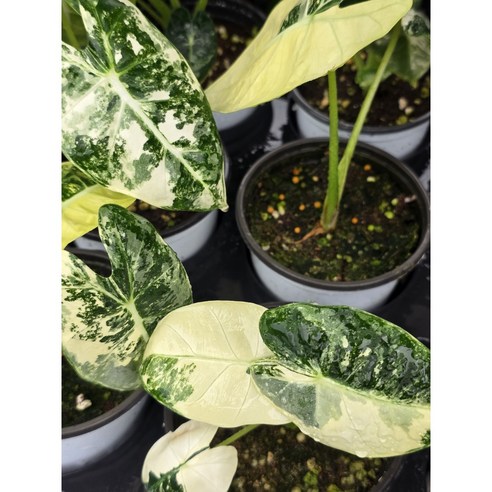 칙칙한 내 방에 생기를! 희귀 알로카시아로 완성하는 플랜테리어 🌿 무늬프라이덱