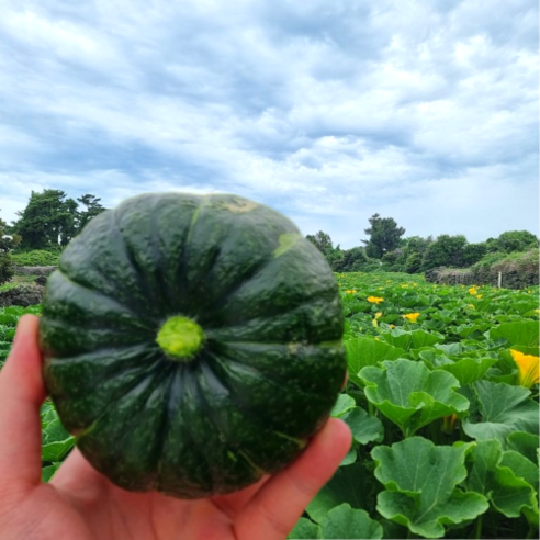 [제주직송] 제주 미니 밤호박 보우짱 단호박 3kg 5kg 10kg, [비세척] 중상품 혼합 3kg, 1개