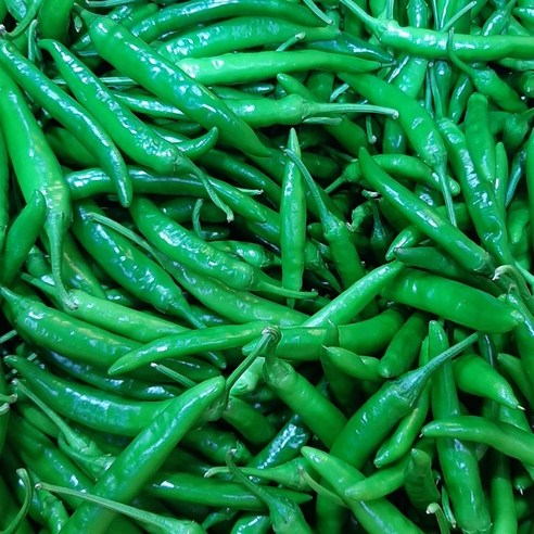 <엄뚱이네농산물>국내산 청양고추 매운고추 땡초 (특), 1개, 1kg”></div>
<div style=