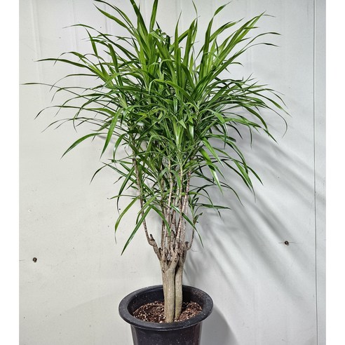 자바 식물로 맑고 건강한 일상을!