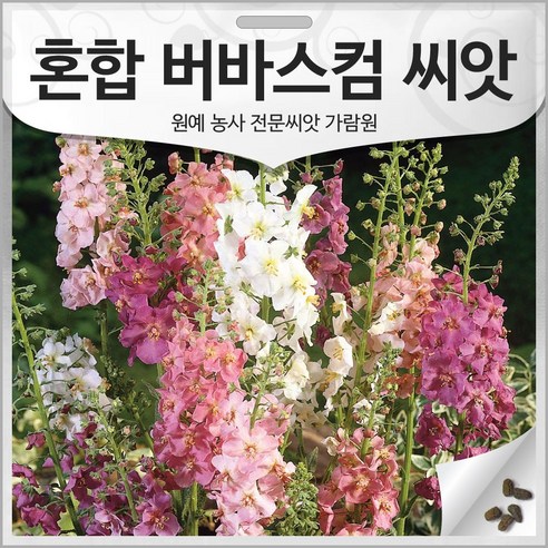 삭막한 베란다, 황량한 정원에 생기를! 우리꽃 버바스컴 씨앗으로 꿈꾸는 나만의 비밀 정원 버바스쿰