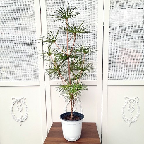 삭막한 일상에 싱그러움을 더하다, 꽃파는농부 금송 이야기 금송