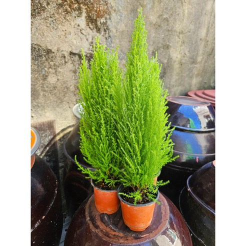 초록빛 행복 충전! 율마 화분으로 싱그러운 일상 만들기 율마