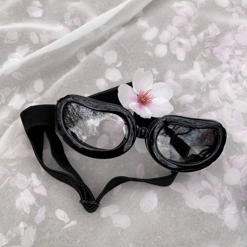 댕댕이 눈 건강 지키고 스타일 UP! 투명 고글로 드라이브를 더욱 안전하고 즐겁게!