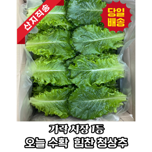 [농가직영] 당일수확 가락시장 1등 국내산 청상추 로메인 상추
