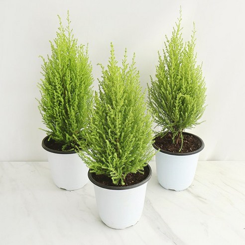 싱그러운 초록빛 행복, 갑조네 율마로 일상에 생기를 더하세요