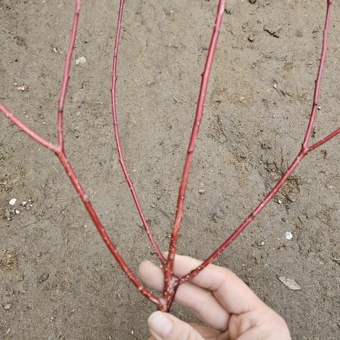 층층나무: 삭막한 일상에 힐링을 더하는 특별한 선택