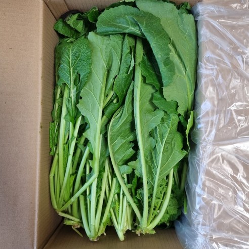 신선하고 건강한 청갓으로 풍성한 김장 만들기