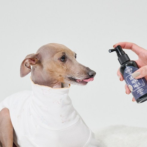 반려동물의 건강한 구강 관리를 위한 필수 아이템