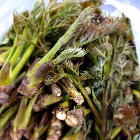 자연의 활력을 담은 올바른새움푸드 데친 참두릅