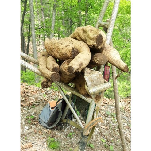 국내산 강원도 생칡 / 자연산 야생칡 / 칡술 / 칡즙 / 칡차 / 칡뿌리, 10개, 1kg