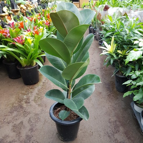 인도고무나무 일자형 높이50~80, 1개