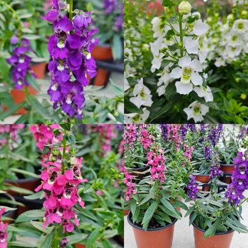 매일 아침 나를 미소짓게 하는 마법, 안젤로니아 꽃 모종 키우기 안젤로니아