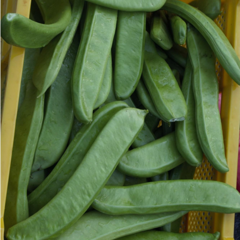 유기농곳간 작두콩차, 구수함에 건강을 더하다!