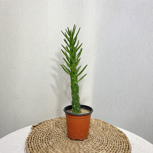 장군선인장 한 포기 가시선인장