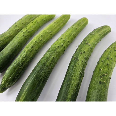 국내산 산지직송 신선한 오이(백오이 가시오이), 1박스, 가시오이 1kg