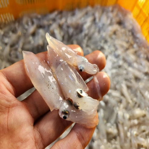 귀한 호래기 급냉 국내산 꼴뚜기 호래기 1kg 호루라기 호루래기 꼴뚜기 - 쭈꾸미 | 쿠팡