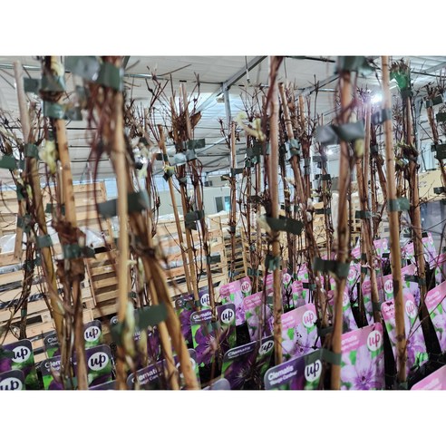 정원의 품격을 높이는 클레마티스 '더 프레지던트'