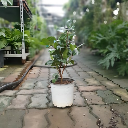 겨울 정원을 붉게 물들이는 매혹, 블랙로즈 동백나무 동백나무