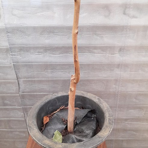 구아바 나무 하나로 삭막한 일상에 싱그러움을 더하세요!