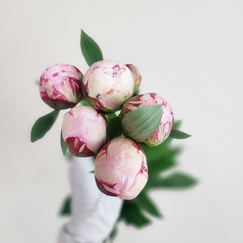 봄을 맞이하여 작약의 화려한 아름다움으로 한해를 뜻깊게 보내세요.