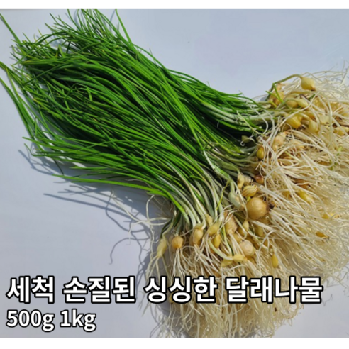 [국내산/국산] 손질된 향긋한 달래나물 400g 1kg 제철 봄나물 당일채취 세척달래 손질달래 달래 나물 봄나물 생달래 생, 4kg