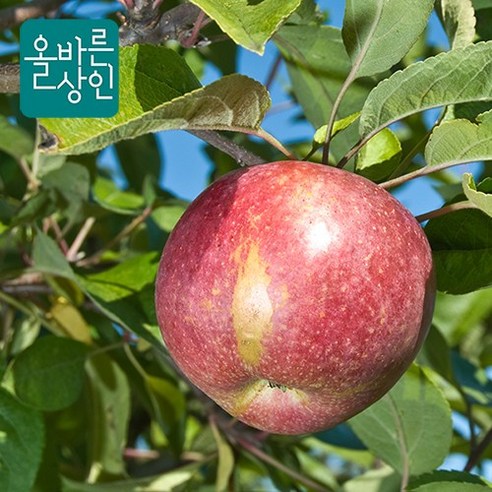 가정용 사과 햇 부사 당도선별 품질보증 올바른사과