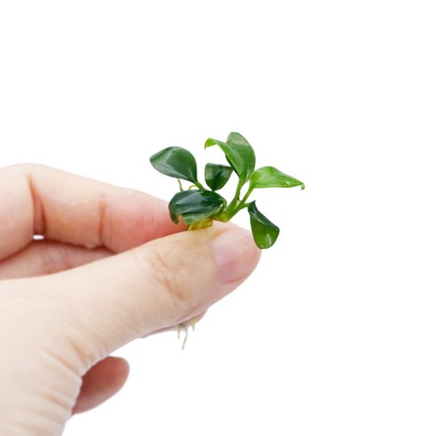 초보 물생활도 안심! 싱그러운 수조를 만드는 마법, 아누비아스 콩나나 콩나나