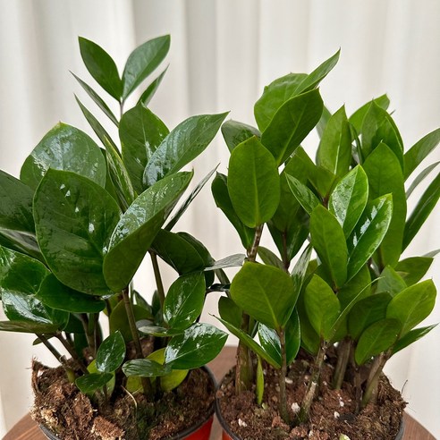 일상에 생기를, 금전운까지 더하는 마법같은 금전수