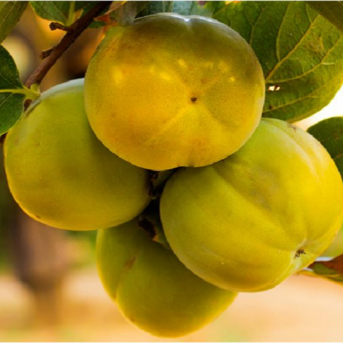 국내산 고당도 태추단감 배단감 산지직송(kg당3~4과 내외), 1박스, 3kg