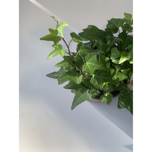 공기정화의 오아시스: 사랑스럽고 관리하기 쉬운 미니아이비