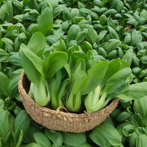 안산팜 싱싱하고 맛있는 청경채 [GAP인증], 1개, 4kg