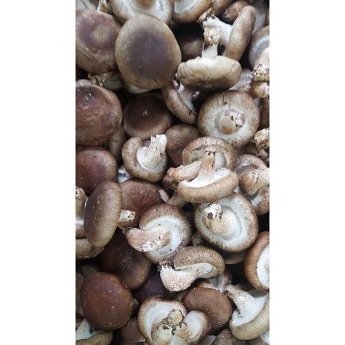 다원 명품표고버섯 1kg