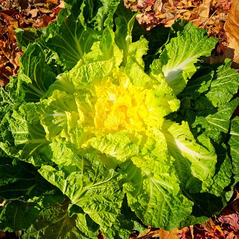 진도해풍봄동1kg(3-6입)