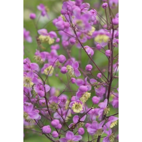 금꿩의다리 모종으로 시작하는 나만의 작은 숲