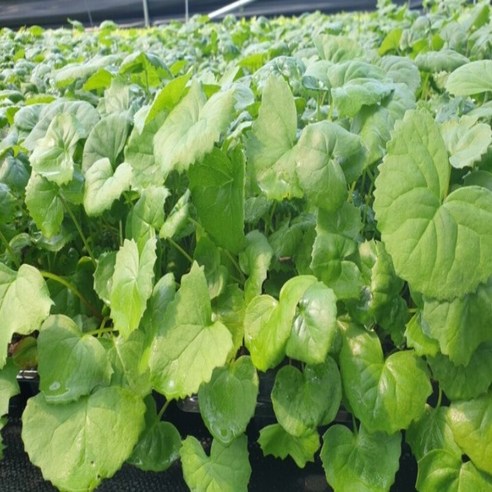 싱그러운 봄, 곰취 모종으로 식탁에 건강을 더하세요.