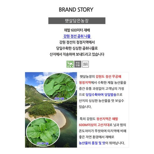 봄의 전령사, 싱싱하고 깨끗한 고산지대 곰취나물을 만나보세요!