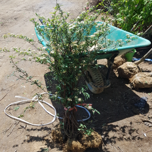 공조팝나무 하나로 삭막한 공간을 싱그러운 정원으로!