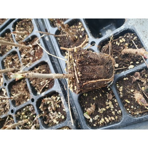 베란다 텃밭 로망, 참두릅 묘목으로 현실이 되다!