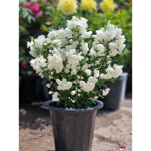 일상에 활력을 더하는 스노우벨 겹고광나무, 당신의 공간에 작은 행복을 심어보세요.