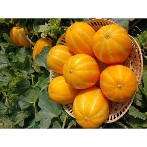 성주 참외의 달콤한 유혹: 산지에서 직접 수확한 제철 고당도 과일