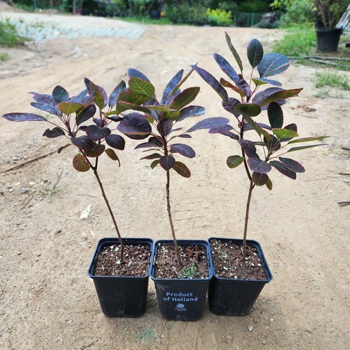 보랏빛 안개, 자엽안개로 일상에 특별한 변화를 더하세요!