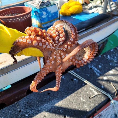 미인수산 / 제수용 통영 자연산 돌문어 국내산 1KG 활 문어 당일조업 산지직송, 2개, 1KG(2-3미내외)