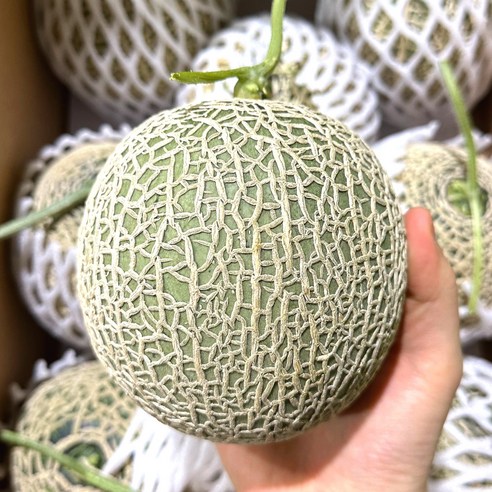 프리미엄 머스크 멜론 당도선별, 2.4kg, 1개
