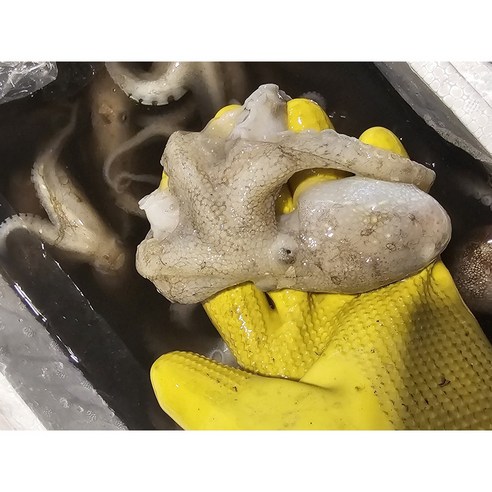 싱싱한 쭈꾸미로 봄의 맛을 만끽하세요