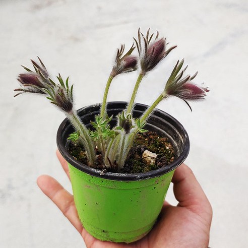 지친 일상에 작은 위로를, 할미꽃 한 포트 어때요? 할미꽃