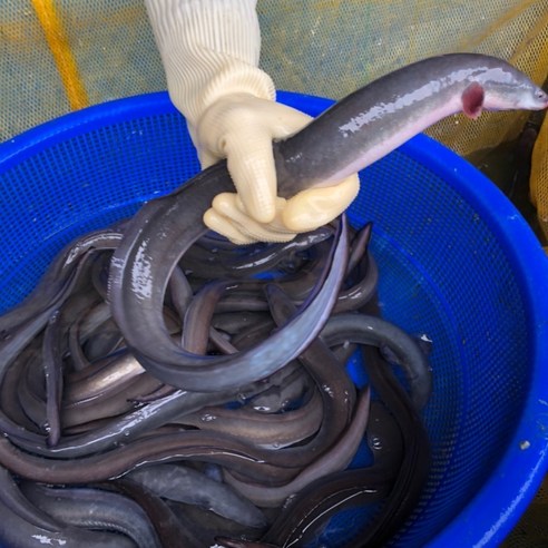 경남 통영 바다장어, 1개, 1kg내외