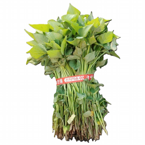 황금빛 행복을 심다: 꿀고구마 모종 심기, 도시 농부 도전기! 해남꿀고구마모종