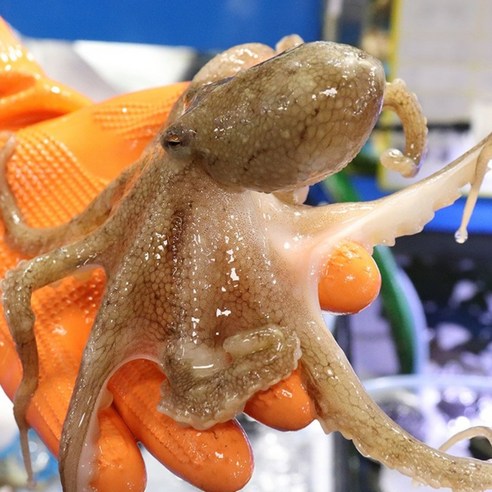 봄철 입맛 돋우는 마법, 서해안 알배기 쭈꾸미 솔직 후기 알배기쭈꾸미